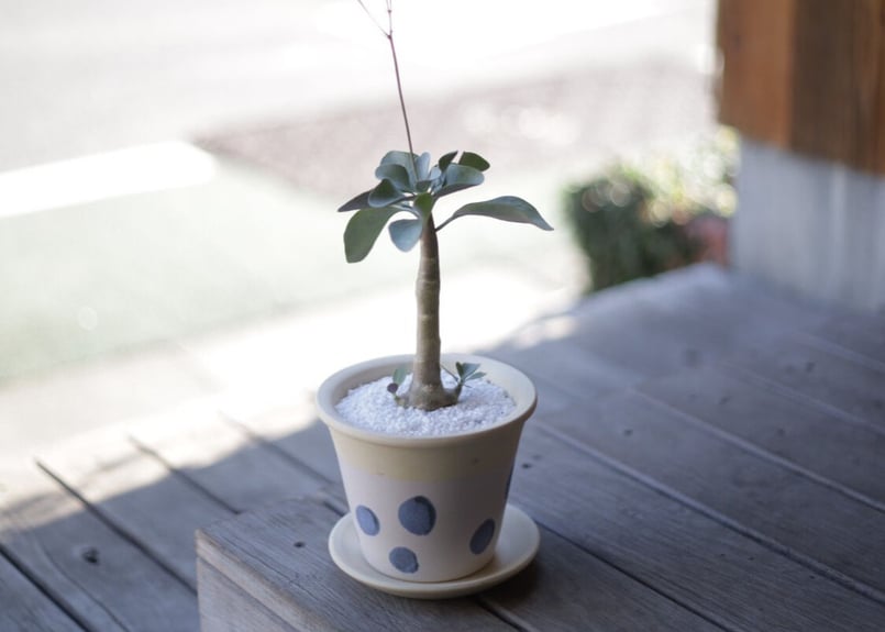 オトンナ トリプリネルビア Othonna triplinervia | mana's far