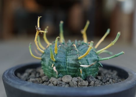 ユーフォルビア　バリダ　Euphorbia valida　NO.1