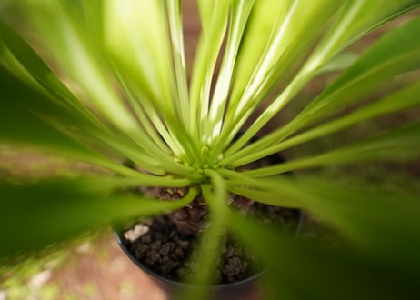 鉄甲丸　Euphorbia bupleurifolia