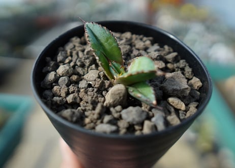 アガベ　チタノタ　 ブラックアンドブルー 　Agave titanota black and blue No.5