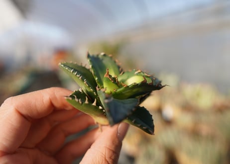 agave titanota ソーラーエクリプス　 NO.1