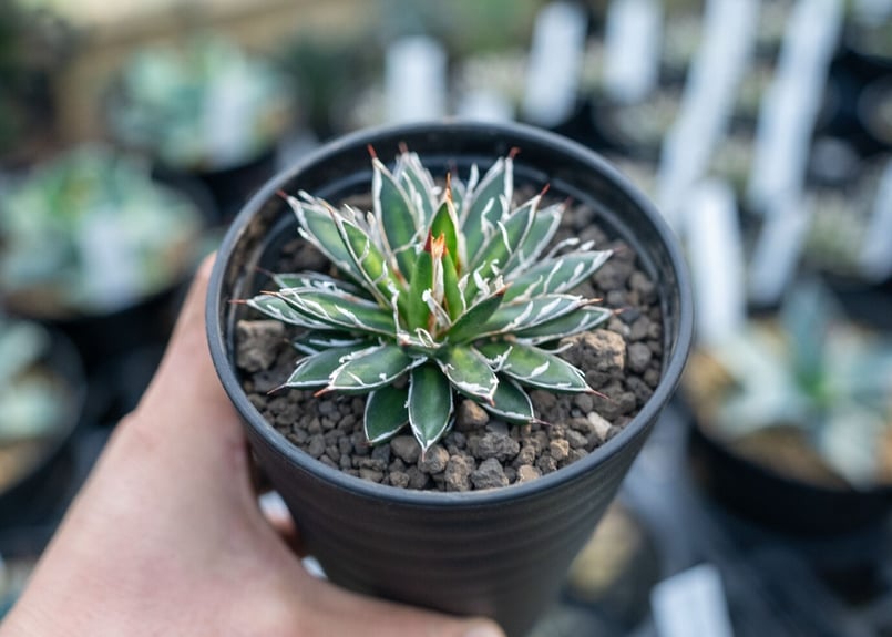 アガベ フィリフェラ シディゲラ agave filifera ssp. schidigera