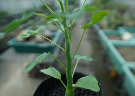 アデニア　グラウカ　Adenia glauca  No.3