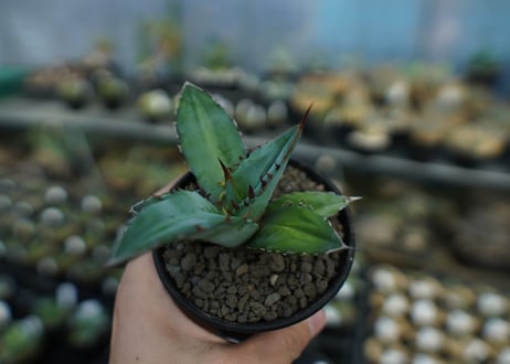 アガベ　チタノタ　Agave Titanota