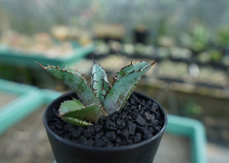 アガベ　チタノタ　 ブラックアンドブルー 　Agave titanota black and blue　No.9