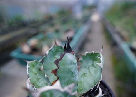アガベ　チタノタ　 ブラックアンドブルー 　Agave titanota black and blue　No.1