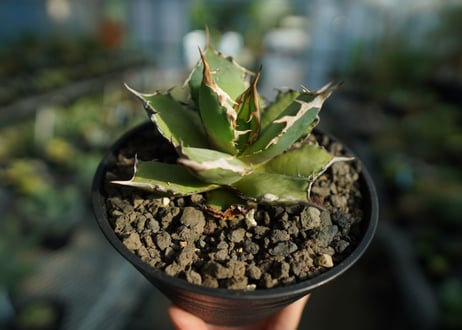 アガベ　チタノタ　FO-76　agave titanota  FO-76  No.9