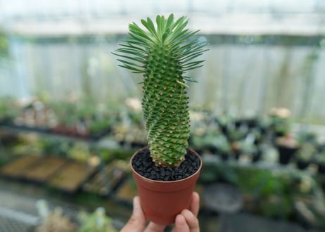 ユーフォルビア　ソテツキリン "パイナップルコーン"　Euphorbia sotetsukirin  No.10