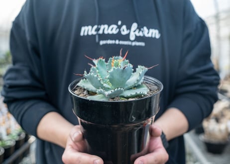 アガベ　ポタトラム　”スポーン”　agave potatorum "spawn"