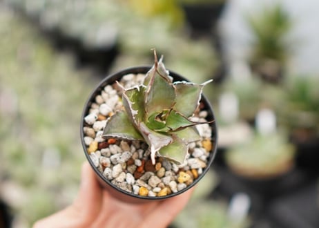 Agave titanota hades No.1