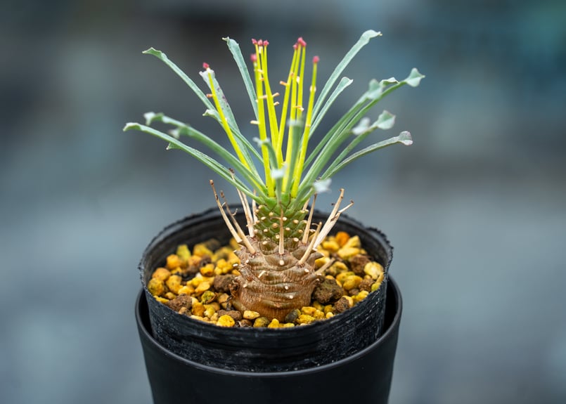 ユーフォルビア ムルチフォリア | mana's farm:塊根植物・アガベ