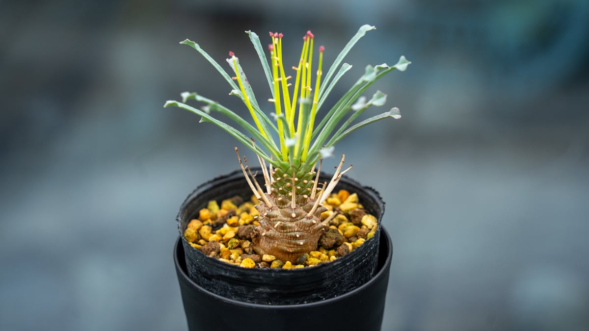 h*i様 ユーフォルビア ムランジーナ 現地球 双頭 葉有り 輸入即出品 12E