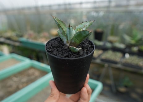アガベ　チタノタ　 ブラックアンドブルー 　Agave titanota black and blue　No.2