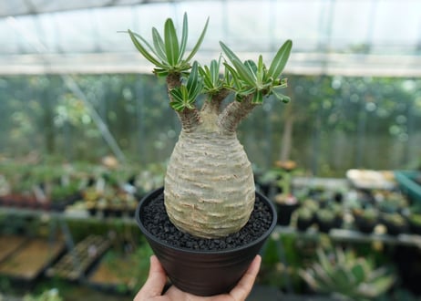 パキポディウム　グラキリス　 Pachypodium Gracilius  No.2