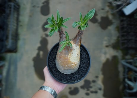パキポディウム　グラキリス　 Pachypodium Gracilius  No.4