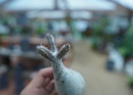 【抜き苗】パキポディウム　グラキリス　 Pachypodium Gracilius  No.9