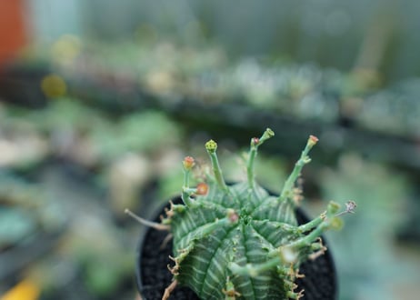 ユーフォルビア　バリダ　Euphorbia valida　No.5