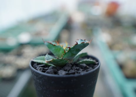 アガベ　チタノタ　 ブラックアンドブルー 　Agave titanota black and blue　No.7