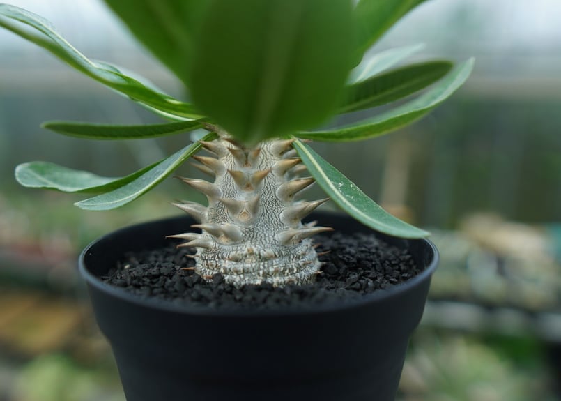 【多肉植物】パキポディウム　恵比寿大黒　９ パキポディウム 恵比寿大黒 Pachypodium Densicaule No.9 | man