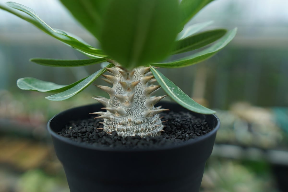 【多肉植物】パキポディウム　恵比寿大黒　９ パキポディウム 恵比寿大黒 Pachypodium Densicaule No.9 | man