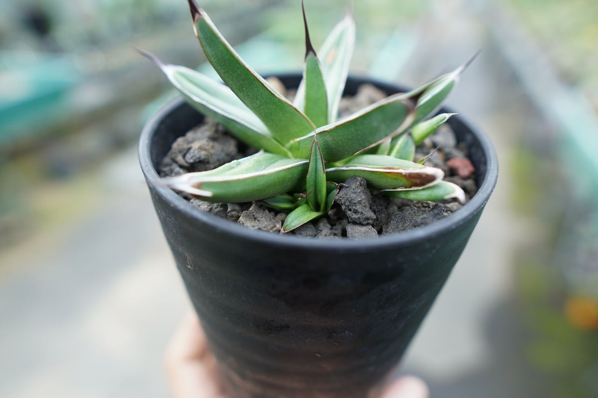 アガベ ニッケルシー Agave nickelsiae | mana's farm:塊根植物