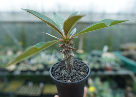 パキポディウム　バロニー　Pachypodium baronii