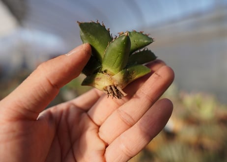 agave titanota ソーラーエクリプス　 NO.3