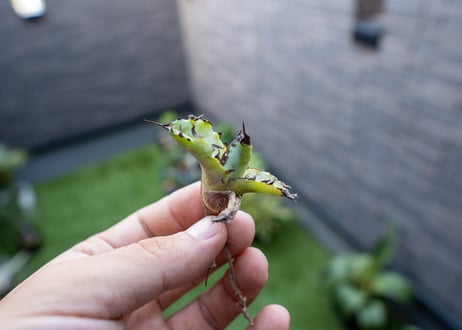 Agave B&B 特大 カキコ NO.1