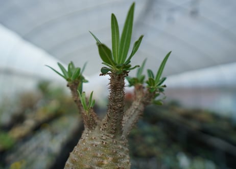 パキポディウム　グラキリス　Pachypodium  Gracilius No.5