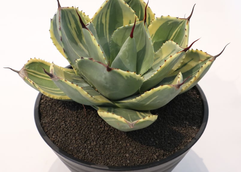 No.52 アガベ ートランカータ ライムストリーク 極上美株 No.52