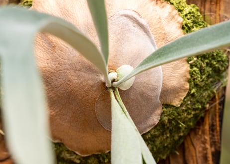 P. veitchii 'Lemoinei' (TC)