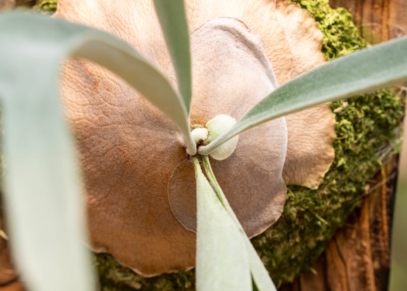 P. veitchii 'Lemoinei' (TC) | mana's farm:塊根植物・