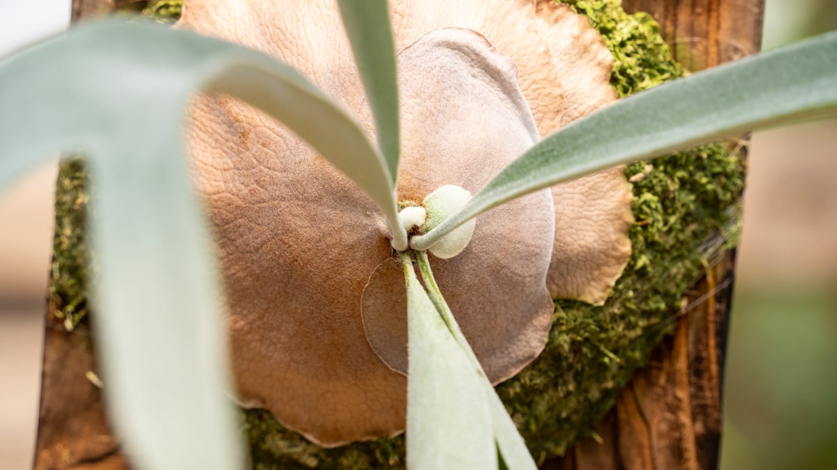 P. veitchii 'Lemoinei' (TC) | mana's farm:塊根植物・