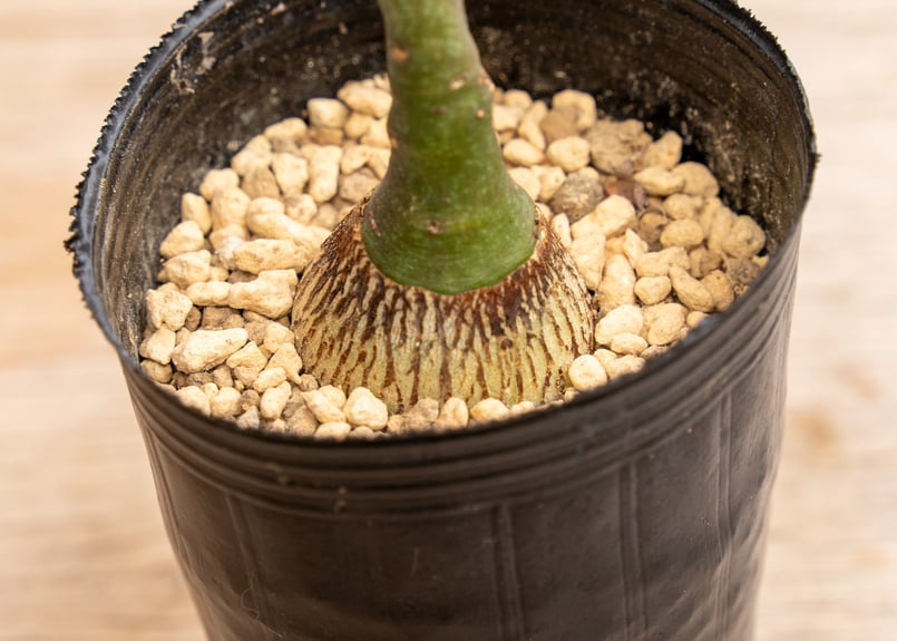 アデニア グラウカ | mana's farm:塊根植物・アガベ・ドライガーデン