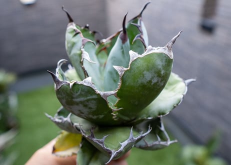 Agave B&B  №5