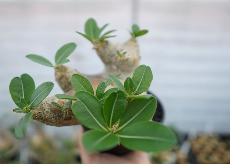パキポディウム エブレネウム Pachypodium eburneum ⑤ パキポディウム エブレネウム Pachypodium eburneum | mana's fa