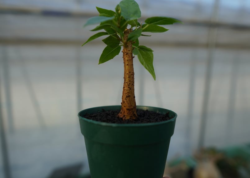 フィカス パルメリー Ficus palmeri | mana's farm:塊根植物・アガベ