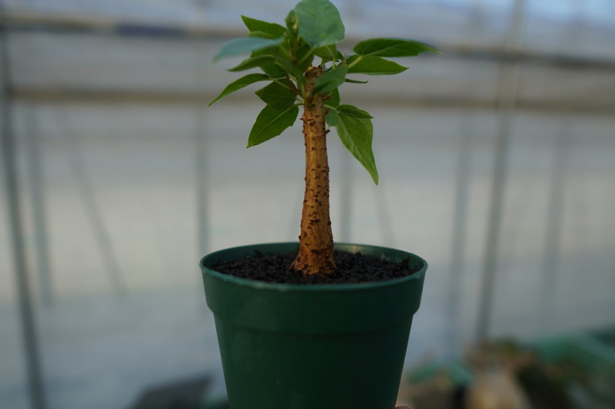 フィカス パルメリー Ficus palmeri | mana's farm:塊根植物・アガベ