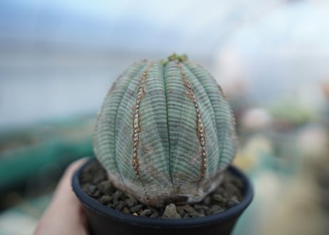 ユーフォルビア　オベサ　Euphorbia obesa  E3