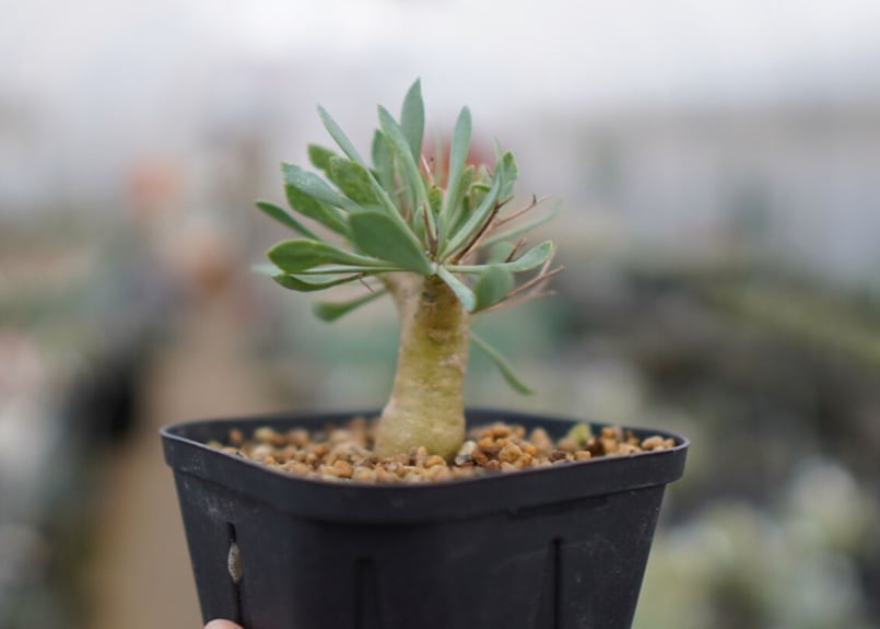 オトンナ ユーフォルビオイデス No.9 | mana's farm:塊根植物・アガベ