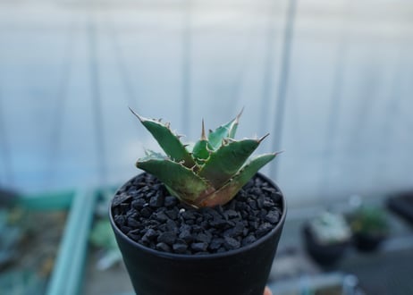 アガベ　チタノタ　MTN01　agave titanota MTN01