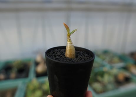 アデニウム　Adenium  No.2