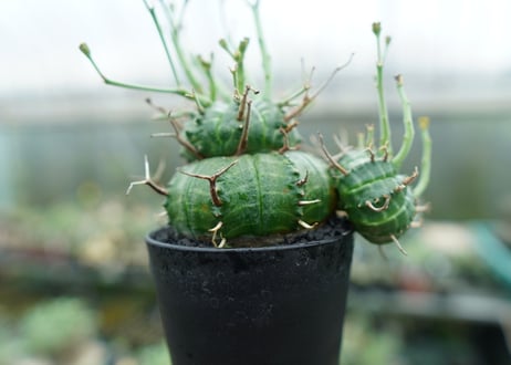 ユーフォルビア　バリダ　Euphorbia valida　No.9