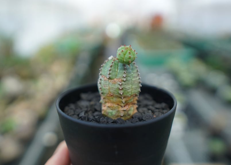 オベサ 大株 実生 子株複数付き ユーフォルビア オベサ | mana's