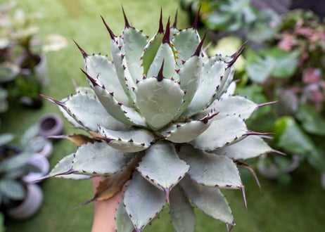 Agave macroacantha x Potatorum 中 NO.3 (G)