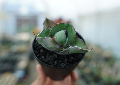 アガベ　チタノタ　 ブラックアンドブルー 　Agave titanota black and blue　No.2