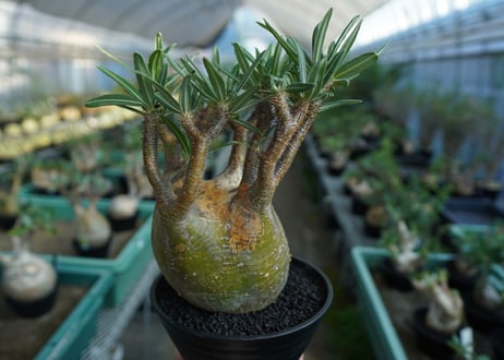 パキポディウム　グラキリス　 Pachypodium Gracilius  No.1