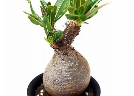 Pachypodium Gracilius パキポディウム  グラキリス  №１ little