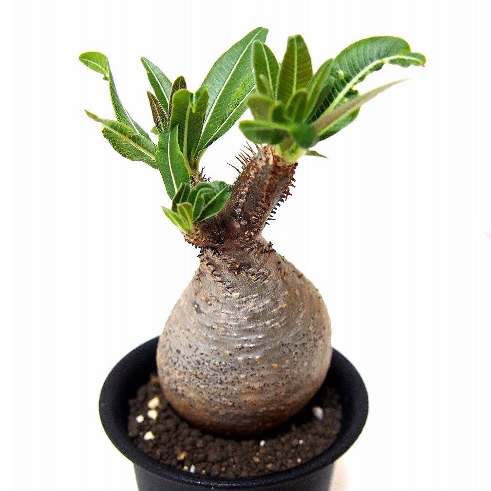 Pachypodium Gracilius パキポディウム グラキリス №1 little