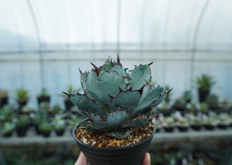 アガベ　チタノタ　 ブラックアンドブルー 　Agave titanota black and blue　NO.8